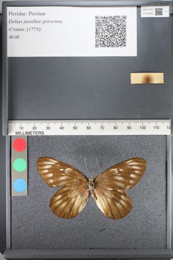 Media type: image;   Entomology 130263